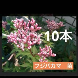 フジバカマ苗　10本 ピンク