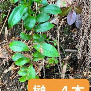 榊　さかき　4本　抜き苗