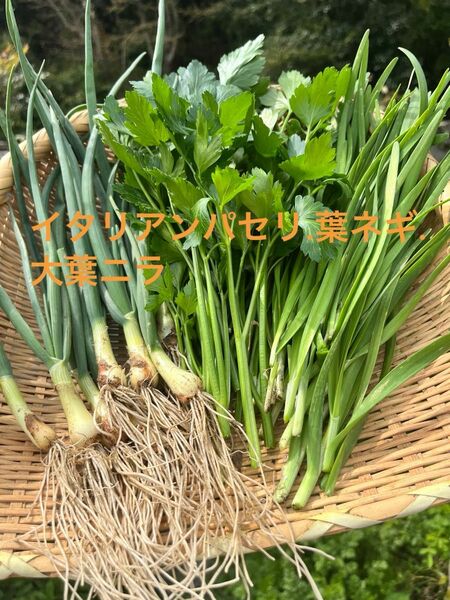 超新鮮3種　無農薬　健康野菜　大葉にら&葉ネギ&イタリアンパセリ