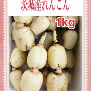 茨城産れんこん 1キロ