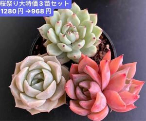 限定SALE★3苗セット968円★新入荷韓国苗★雪芙蓉、雪爪、海月双頭★可愛紅葉超美苗★多肉植物★エケベリア