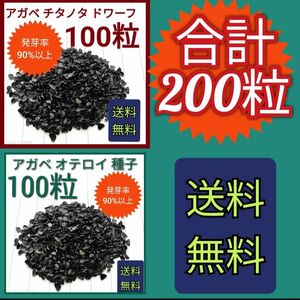 【即購入可】アガベ　チタノタドワーフの種子　100粒　オテロイの種子　100粒　セット