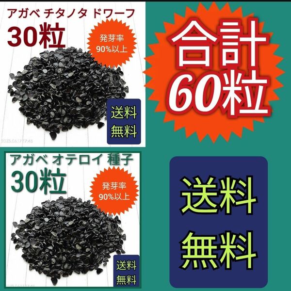 【即購入可】アガベ　チタノタドワーフの種子　30粒　オテロイの種子　30粒　セット