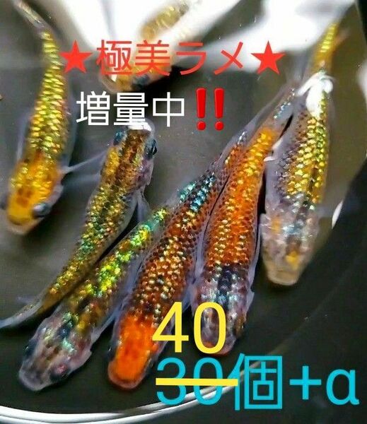 ☆★ラメのり抜群★☆　オーロラ黄ラメA　　　　　めだか有精卵　40個+α　増量中！！