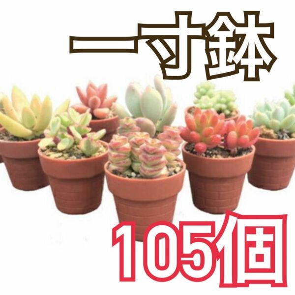 100個＋5個おまけ！レンガ柄　一寸鉢 1号ポット 1号プラ鉢　　100個セット　植木鉢