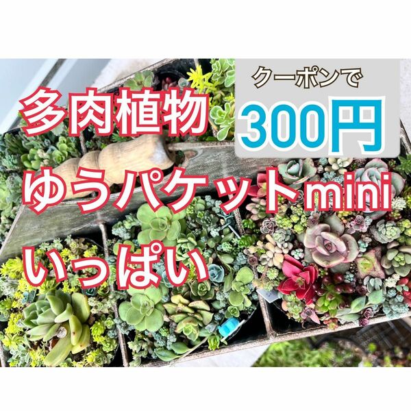 在庫は出品しているだけです　　多肉植物　ゆうパケットmini詰め込みパック　セダム　エケベリア