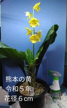 颯　　ニオイ系白花×熊本の黄　交配瓶苗　６０（えびね・エビネ・春蘭・寒蘭・山野草 )_画像6