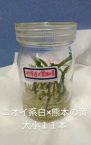 颯　　ニオイ系白花×熊本の黄　交配瓶苗　６０（えびね・エビネ・春蘭・寒蘭・山野草 )