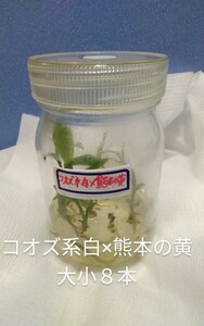 颯　　コオズ系白花×熊本の黄　交配瓶苗　６０（えびね・エビネ・春蘭・寒蘭・山野草 )