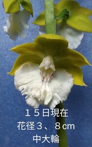 颯　　平和の光×緑の星　開花中８０（えびね・エビネ・春蘭・寒蘭・山野草 )