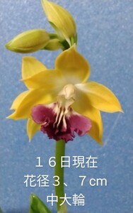 颯　　黄金の星　開花中８０（えびね・エビネ・春蘭・寒蘭・山野草 )