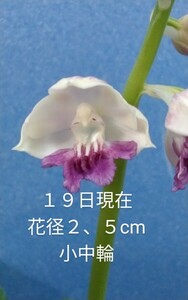 颯　　白鳥の湖×美ら海　初花開花始め８０（えびね・エビネ・春蘭・寒蘭・山野草 )