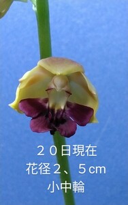 颯　　彗光×也太奇　初花開花中８０（えびね・エビネ・春蘭・寒蘭・山野草 )