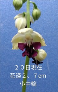 颯　　彗光×飛鳥　初花開花中８０（えびね・エビネ・春蘭・寒蘭・山野草 )