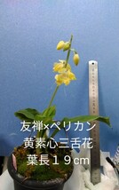 颯　　友禅×ペリカン　黄素心三舌花　開花中８０（えびね・エビネ・春蘭・寒蘭・山野草 )_画像2