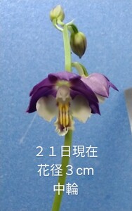 颯　　千年大紫×希望の星　初花開花中８０（えびね・エビネ・春蘭・寒蘭・山野草 )