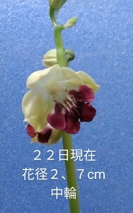 颯　　光子×也太奇　初花開花中８０（えびね・エビネ・春蘭・寒蘭・山野草 )