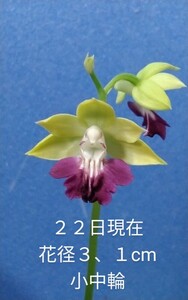 颯　　大清流×マグマ　初花開花中８０（えびね・エビネ・春蘭・寒蘭・山野草 )