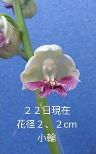 颯　　沙莉×千寿　初花開花中８０（えびね・エビネ・春蘭・寒蘭・山野草 )