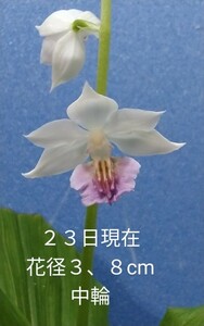 颯　　大清流×白清紅　初花開花中８０（えびね・エビネ・春蘭・寒蘭・山野草 )