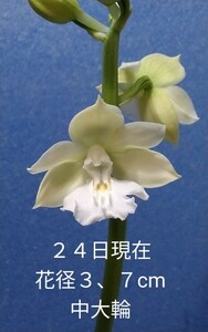 颯　　イシズチ×白王　初花開花中８０（えびね・エビネ・春蘭・寒蘭・山野草 )