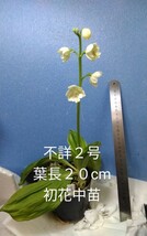 颯　　不詳２号　開花中８０（えびね・エビネ・春蘭・寒蘭・山野草 )_画像2