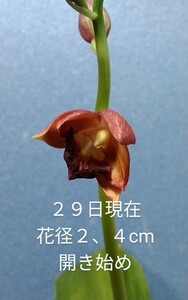 颯　　ラベル落ち赤茶系　開花ラスト苗８０（えびね・エビネ・春蘭・寒蘭・山野草 )