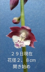 颯　　大清流×白清紅　開花ラスト苗８０（えびね・エビネ・春蘭・寒蘭・山野草 )