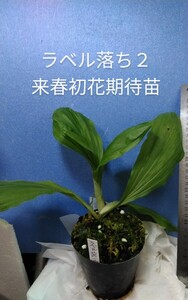 颯　　ラベル落ち２　来春初花期待苗　６０（えびね・エビネ・春蘭・寒蘭・山野草 )