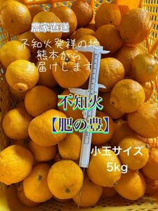 熊本県産 農家直送 不知火(デコポン)小玉5kg3