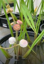 ヤエオモダカ　種球根　５個　ビオトープ　水生植物_画像1