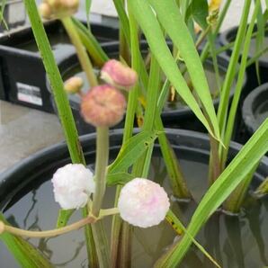 ヤエオモダカ 小さめ種球根 6個 ビオトープ 水生植物の画像1