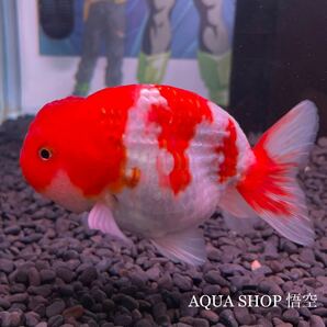 金魚専門店【AQUA SHOP 悟空】中国産 銀鱗更紗らんちゅう 12cm± 極美 の画像1