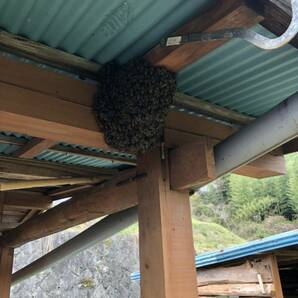 【日本蜜蜂】ミツバチ捕獲用→蜜蝋50g、誘引液(原液160ml)、搾りかす90g「ネコポス配送」の画像7
