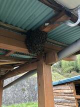 【日本蜜蜂】ミツバチ捕獲用→蜜蝋50g、誘引液(原液160ml)、搾りかす90g「ネコポス配送」_画像7