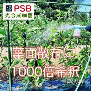 【PSB】光合成細菌 1L（500mL x 2袋）バクテリアの画像4