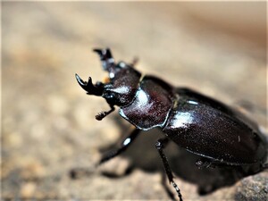 *ya comb maoni stag beetle larva 5 pcs (ya comb maonionikwa)from SCRATCH