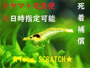 *mi Nami freshwater prawn 100 pcs + service minute . put on compensation have ( freshwater prawn )from SCRATCH