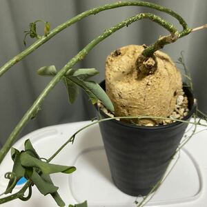 小　アデニア　ペリエリ　塊根植物　コーデックス　発根済み　着払い　現地球　ワイルド　検(パキポディウム　コミフォラ　バオバブ