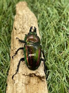 ニジイロクワガタ　RTN本家累代　ピカール血統♀2匹後食済み③