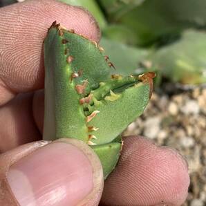 多肉植物アガベチタノタ鰐亀極上 脇芽 の画像6