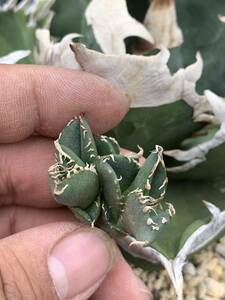 多肉植物アガベチタノタ　南アフリカダイヤモンド　極上群生子株