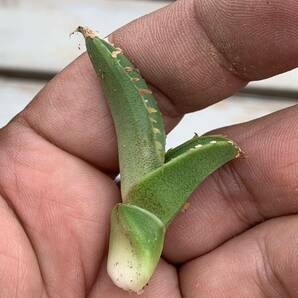 多肉植物アガベチタノタ鰐亀極上 脇芽 の画像6