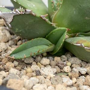 多肉植物アガベチタノタ鰐亀極上 脇芽 の画像3