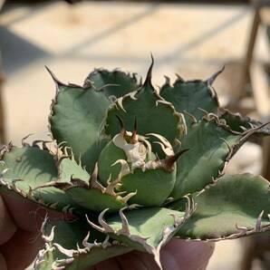 多肉植物 アガベ チタノタ フィリグリー 極上株Bの画像9