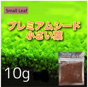 種から育てる水草　水草の種【小さい葉】10g