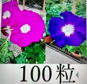 アサガオの種　100粒　朝顔　あさがお　赤紫～紫　朝顔の種　送料63円