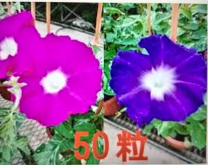 アサガオの種　50粒　朝顔　あさがお　赤紫～紫　朝顔の種　送料63円　⑤