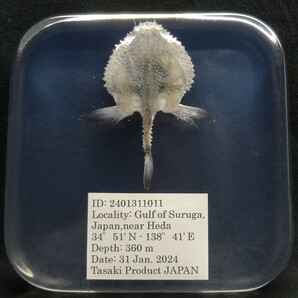 深海生物学術標本 ＩＤ：２４０１３１１０１１の画像1