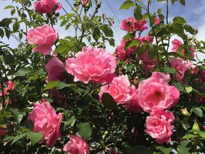 43　波打つ花びら　スパニッシュビューティー　つるバラの名花　早咲き　大輪　他の植物と同梱可能